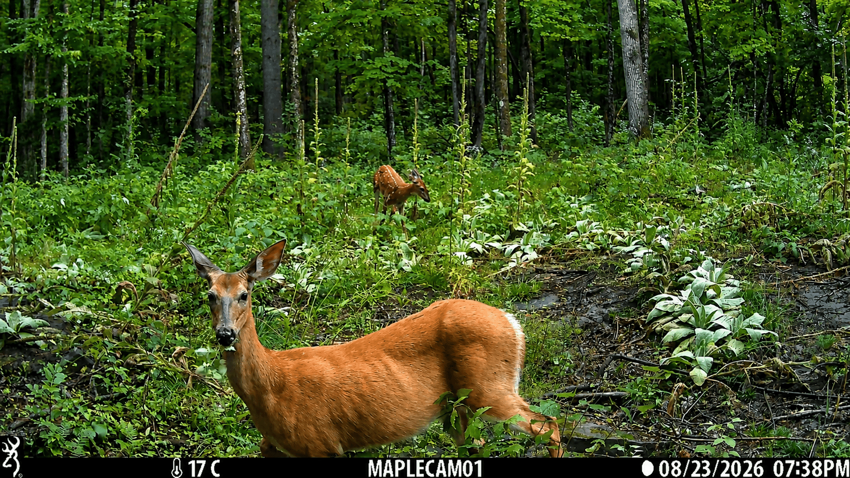 Whitetail deer at The North River